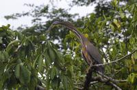 Vögel Costa Ricas