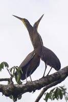 Vögel Costa Ricas