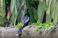Vögel Costa Ricas