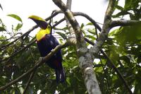 Vögel Costa Ricas