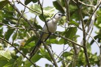 Vögel Costa Ricas