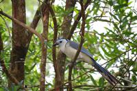 Vögel Costa Ricas