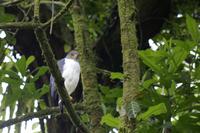 Vögel Costa Ricas