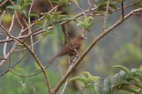 Vogelbeobachtung 