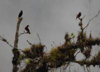 Vogelbeobachtung 