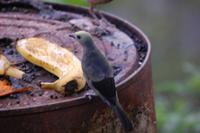 Vogelbeobachtung 
