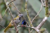 Vogelbeobachtung 