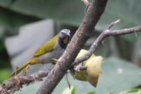 Vogelbeobachtung 