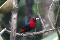Vogelbeobachtung 