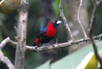 Vogelbeobachtung 