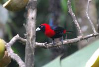Vogelbeobachtung 