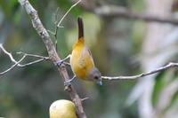 Vogelbeobachtung 
