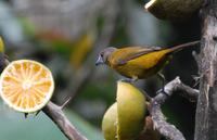 Vogelbeobachtung 