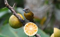 Vogelbeobachtung 