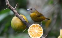 Vogelbeobachtung 