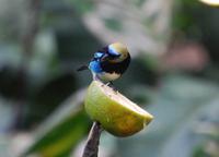 Vogelbeobachtung 