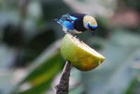 Vogelbeobachtung 