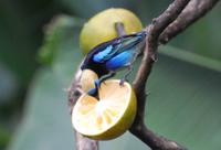 Vogelbeobachtung 