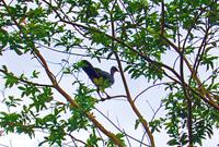 Vogelbeobachtung 