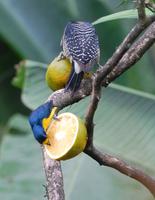 Vogelbeobachtung 