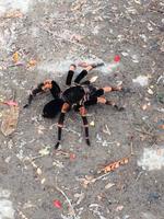 Vogelspinne