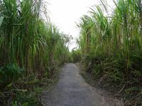 Wanderung am Arenal