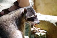 Waschbär