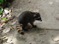 Waschbär