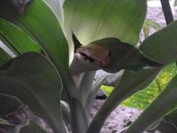 noch ein Frosch