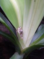 wieder ein Frosch