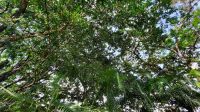 040  – Costa Rica, La Fortuna