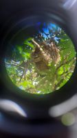 041 – Costa Rica, Faultier