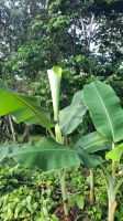 044 – Costa Rica, Bananenbaum