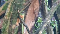 045 – Costa Rica, Kolibri