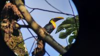 048 – Costa Rica, Tukan
