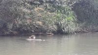 059 – Costa Rica, Krokodil