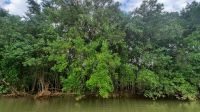 070 – Costa Rica, Ora Fluss, Kajak Tour, Mangroven