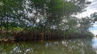 073 – Costa Rica, Ora Fluss, Kajak Tour, Mangroven