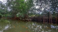074 – Costa Rica, Ora Fluss, Kajak Tour, Mangroven