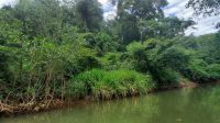 075 – Costa Rica, Ora Fluss, Kajak Tour, Mangroven