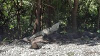 091 – Costa Rica, Samara, Nammbú Beachfront Bungalows, Leguan