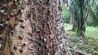 104 – Costa Rica, Werner Sauter Biological Reserve