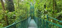 104 Hängebrückenwanderung Monte Verde