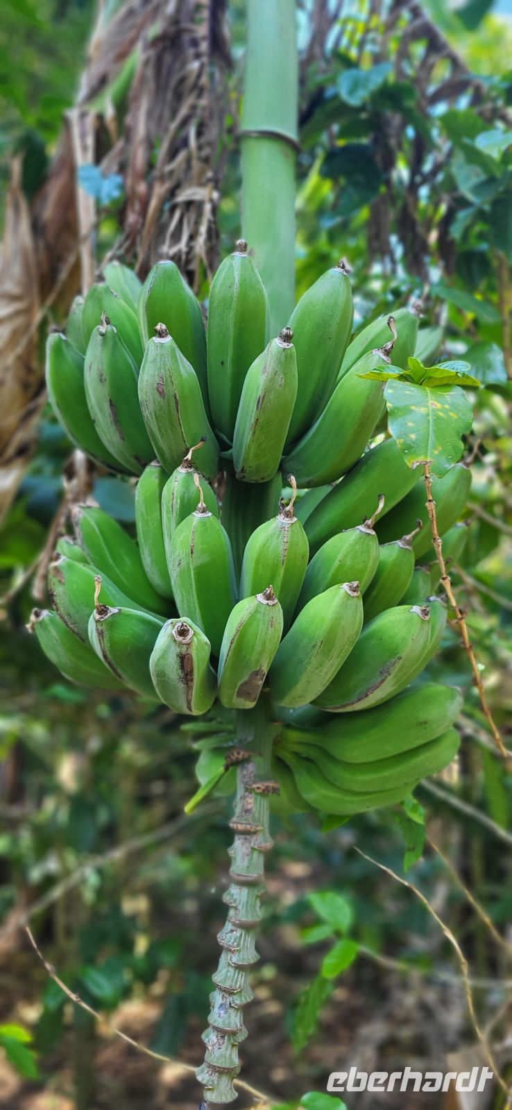104 Kochbananen