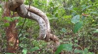 105 – Costa Rica, Werner Sauter Biological Reserve
