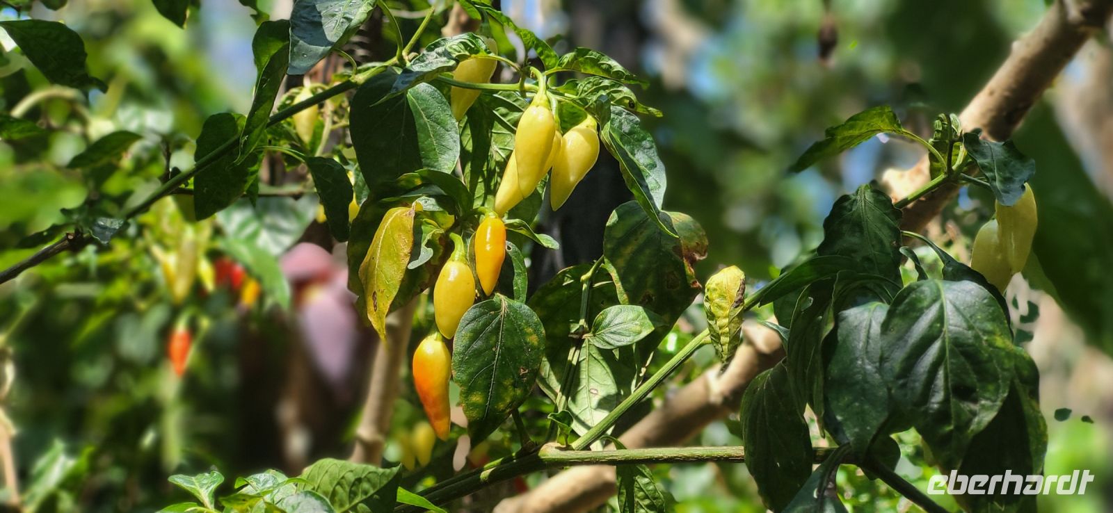 106 Chilischoten