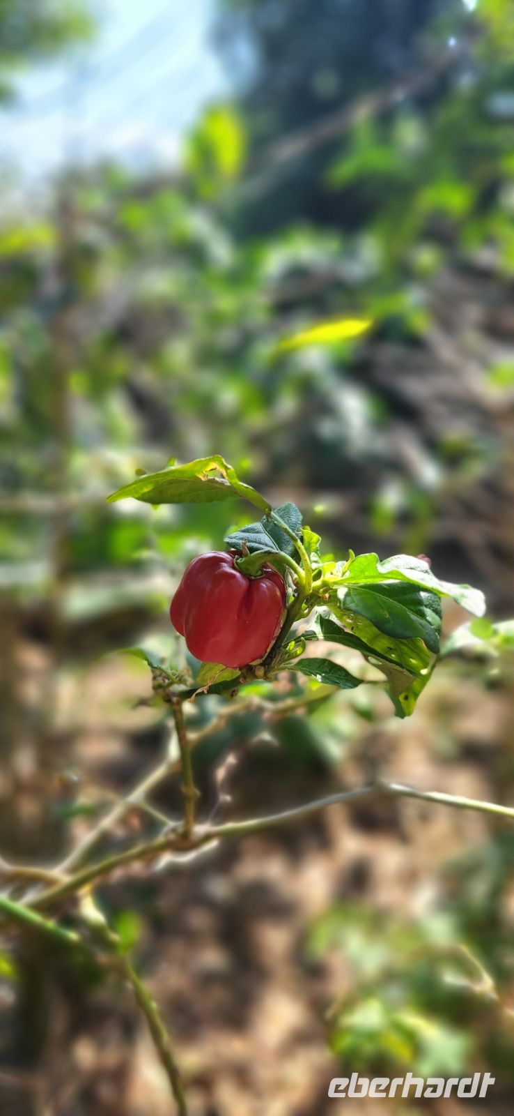 107 Panama Chili