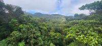 109 Monte Verde Nebelwald