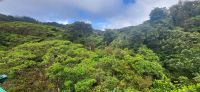 110 Monte Verde Nebelwald