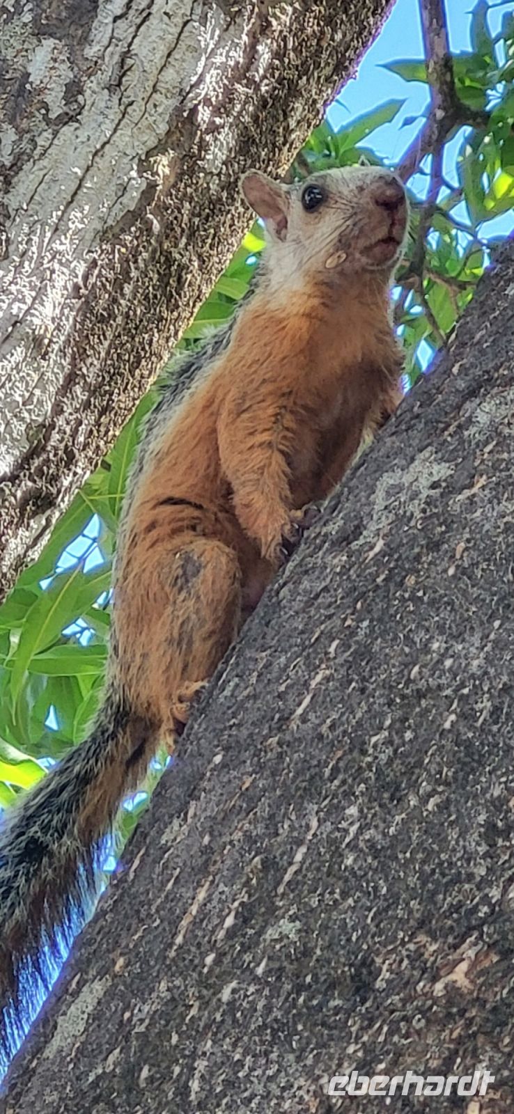 129 Eichhörnchen